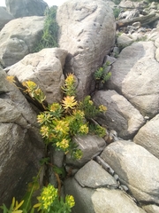 Euphorbia jolkinii
