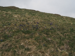 Gentiana acaulis