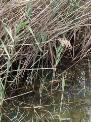 Crocothemis servilia