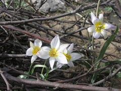 Tulipa patens