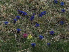 Gentiana acaulis