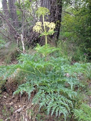Molopospermum peloponnesiacum