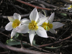Tulipa patens