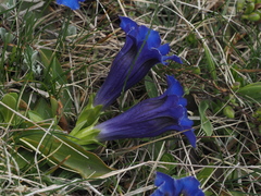 Gentiana acaulis
