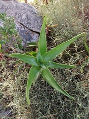 Aloiampelos commixta