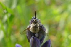 Bombylius venosus