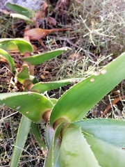 Aloiampelos commixta