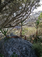 Aloiampelos commixta