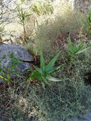 Aloiampelos commixta