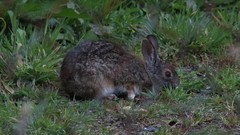 Sylvilagus andinus
