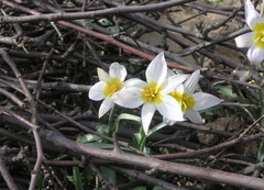 Tulipa patens