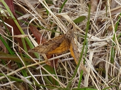 Epirranthis diversata