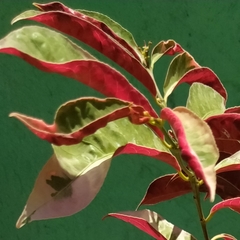 Excoecaria cochinchinensis