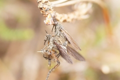 Empis borealis