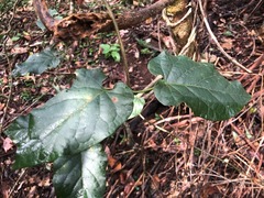 Parsonsia fulva