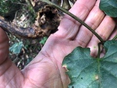 Parsonsia fulva