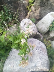 Eupatorium kiirunense