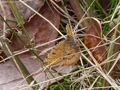 Epirranthis diversata