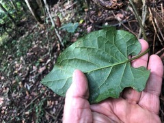 Parsonsia fulva