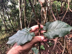 Parsonsia fulva