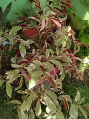 Excoecaria cochinchinensis