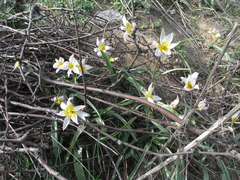Tulipa patens