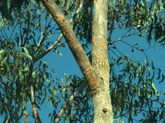 Eucalyptus planchoniana