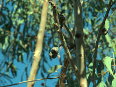 Eucalyptus planchoniana