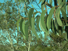 Eucalyptus planchoniana