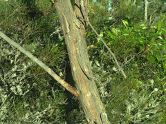 Eucalyptus planchoniana