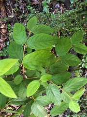Callicarpa pedunculata