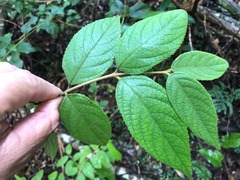 Callicarpa pedunculata