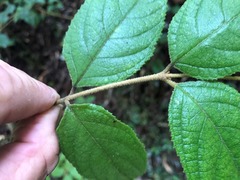 Callicarpa pedunculata