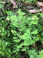 Adiantum atroviride
