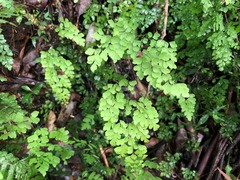 Adiantum atroviride