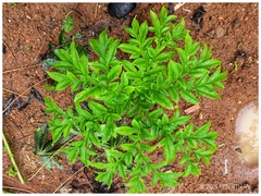 Amorphophallus paeoniifolius