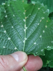 Eriophyes exilis