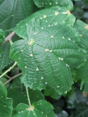Eriophyes exilis