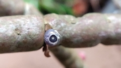 Medinilla anamalaiana