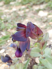Cerinthe major