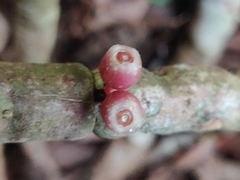 Medinilla anamalaiana
