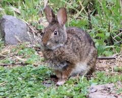 Sylvilagus andinus