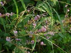 Uraria rufescens