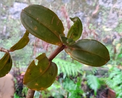 Medinilla anamalaiana