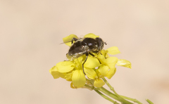 Eristalinus aeneus