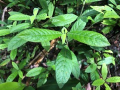 Psychotria loniceroides