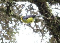 Myioborus melanocephalus
