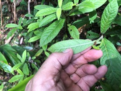 Psychotria loniceroides