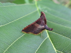 Endotricha olivacealis