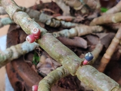 Medinilla anamalaiana